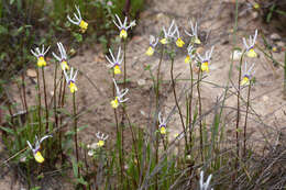 Слика од Nemesia cheiranthus E. Mey. ex Benth.