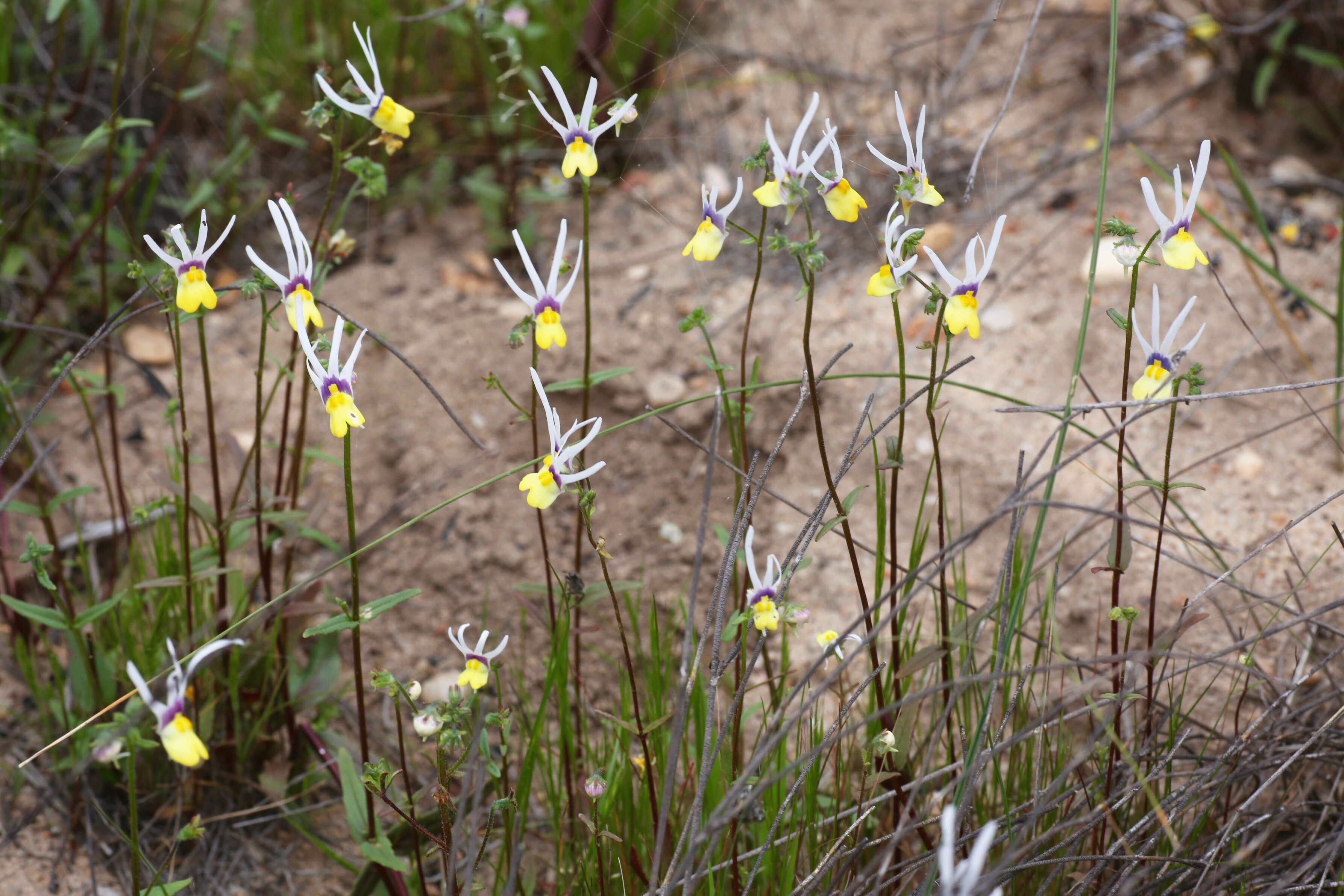 Слика од Nemesia cheiranthus E. Mey. ex Benth.