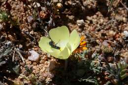 Image of Desert primrose