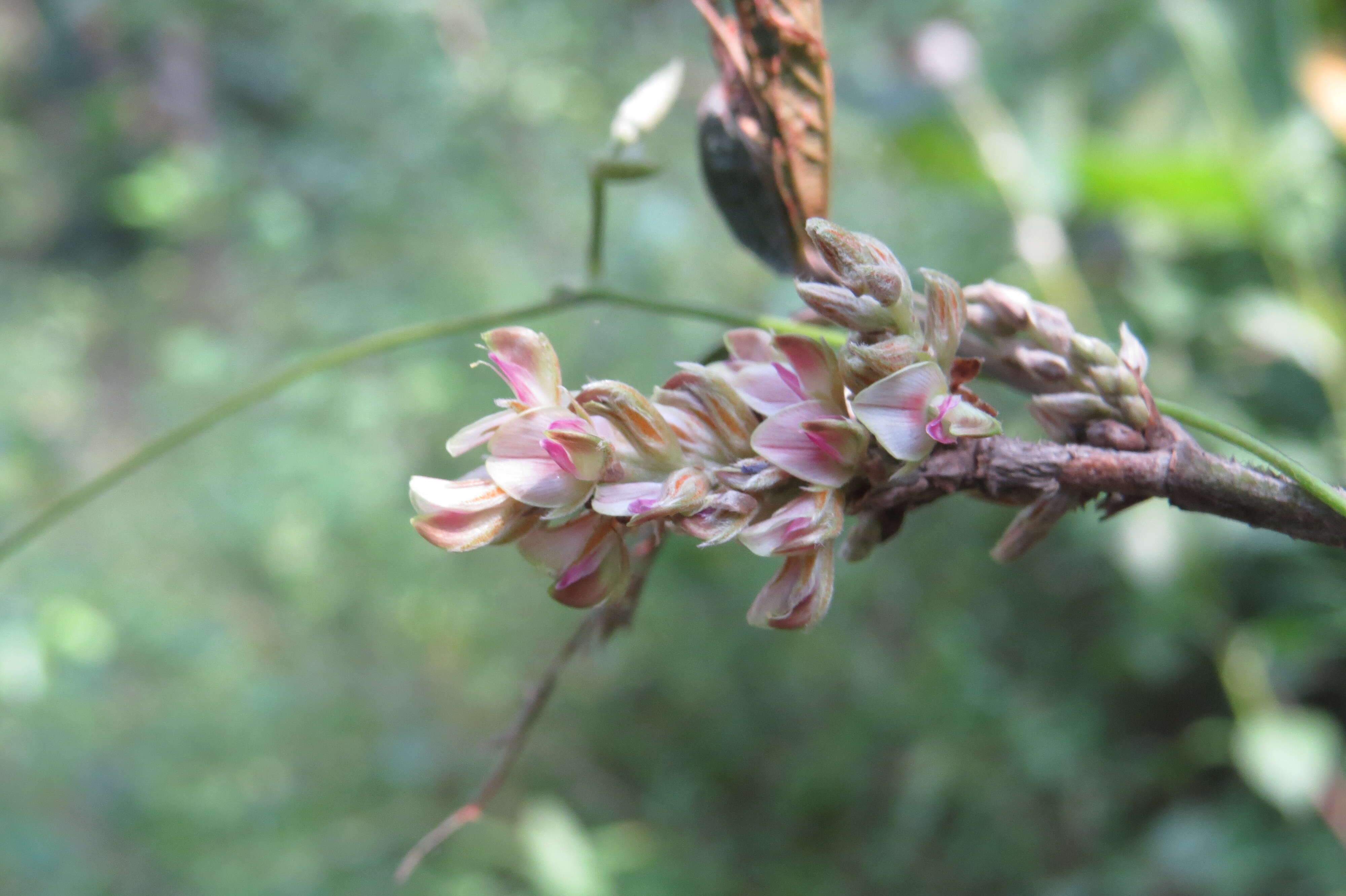 Слика од Flemingia macrophylla (Willd.) Merr.