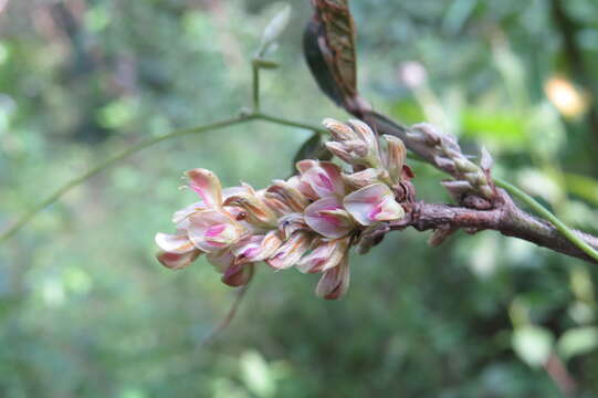 Flemingia macrophylla (Willd.) Merr. resmi