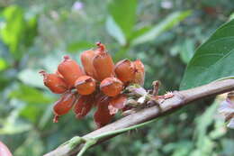 Слика од Flemingia macrophylla (Willd.) Merr.