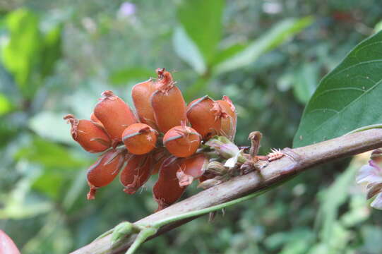 Flemingia macrophylla (Willd.) Merr. resmi