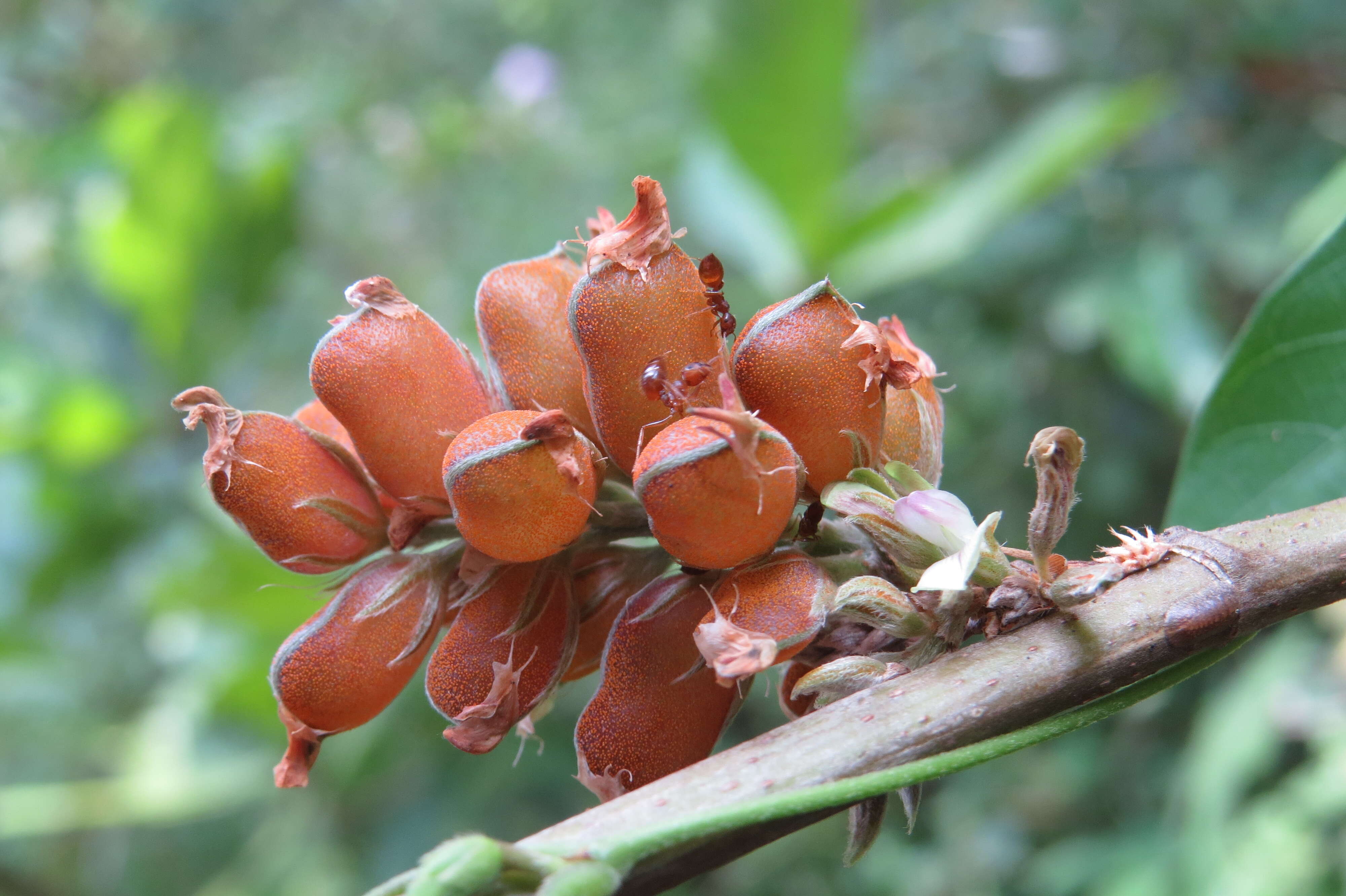 Слика од Flemingia macrophylla (Willd.) Merr.