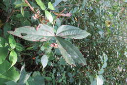 Слика од Flemingia macrophylla (Willd.) Merr.