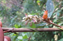 Слика од Flemingia macrophylla (Willd.) Merr.