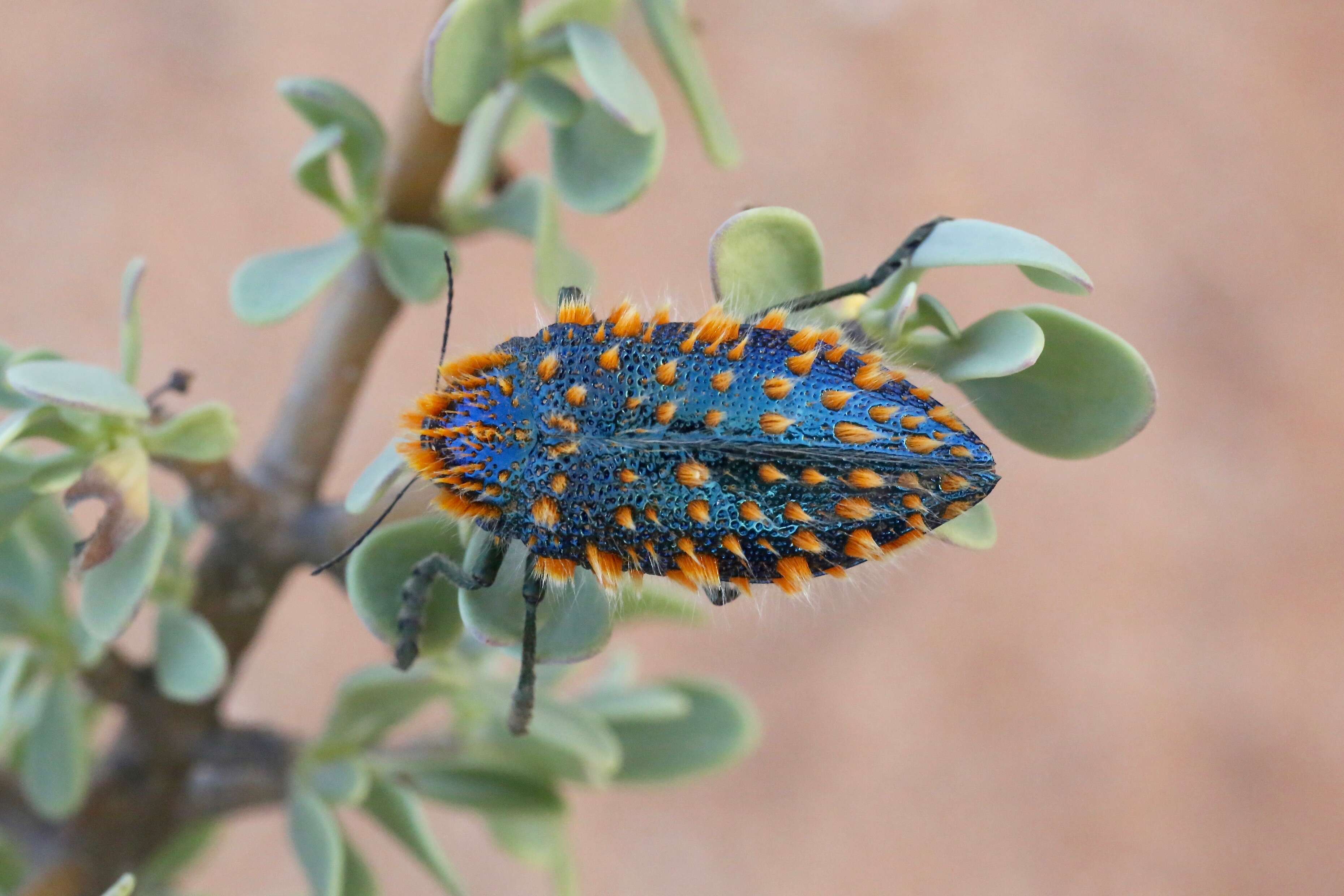 Image of Julodis viridipes Laporte 1835