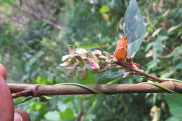 Слика од Flemingia macrophylla (Willd.) Merr.