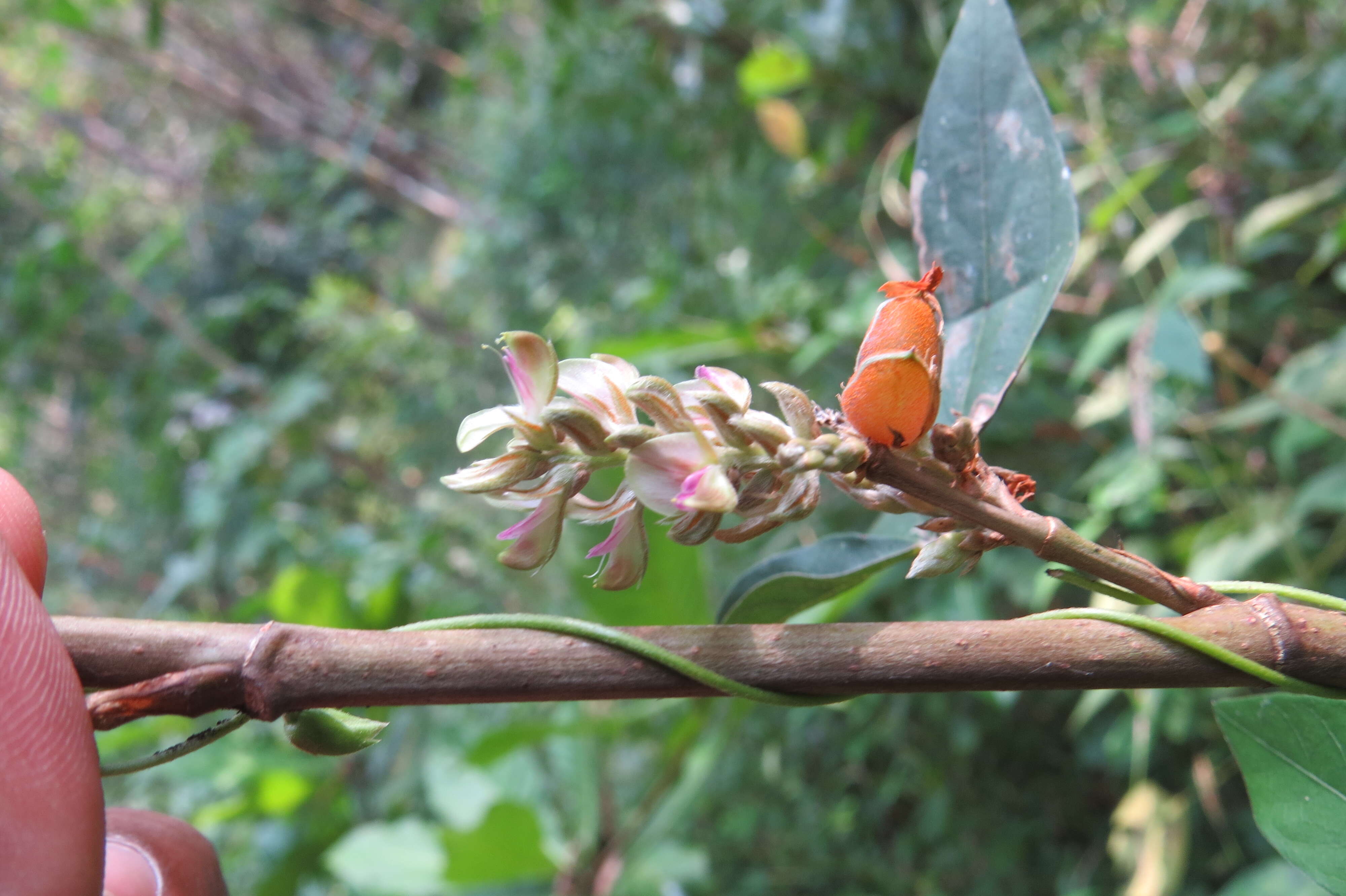 Слика од Flemingia macrophylla (Willd.) Merr.