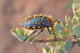 Image of Julodis viridipes Laporte 1835