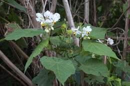 Image of African hemp