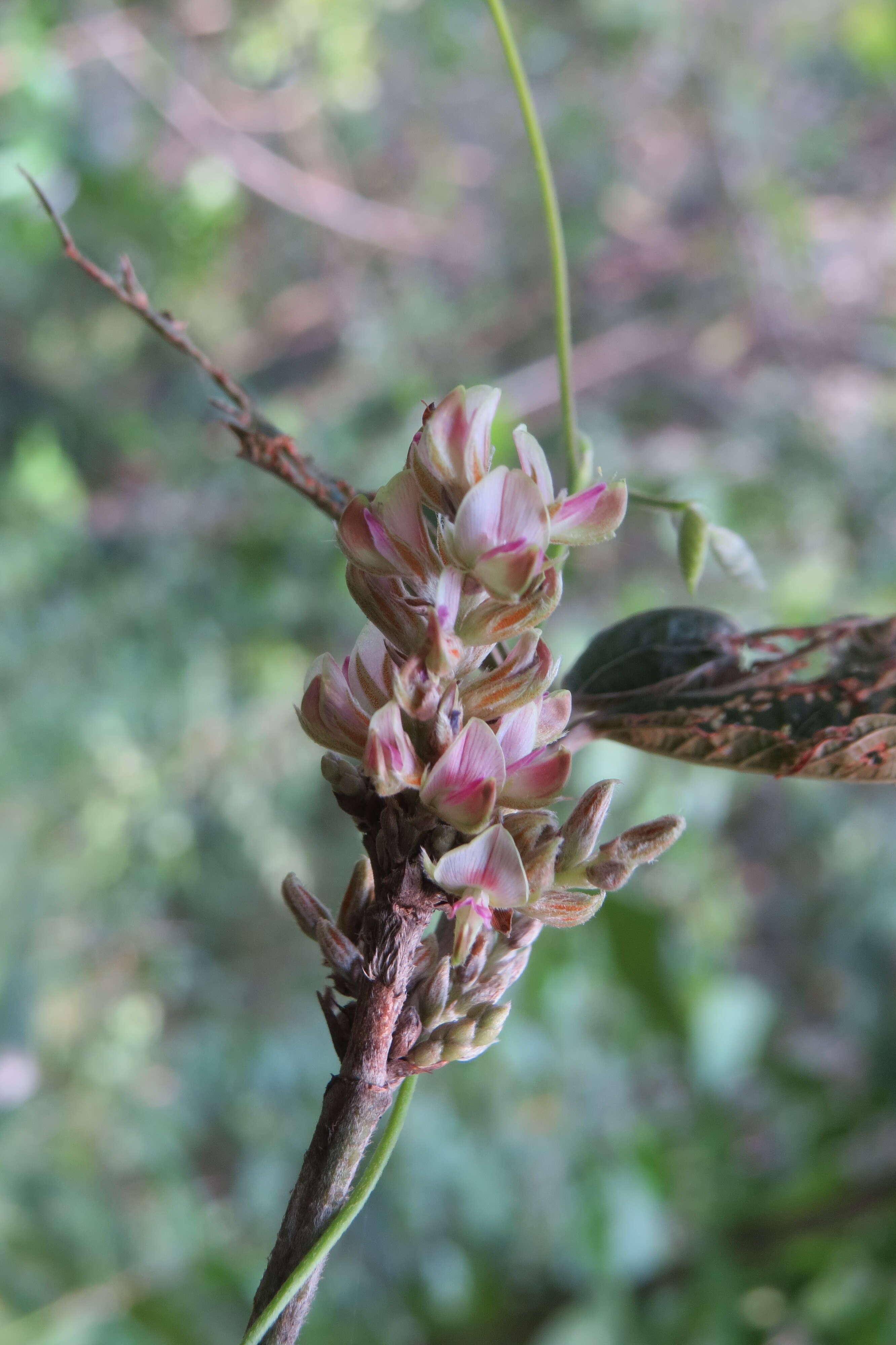 Flemingia macrophylla (Willd.) Merr. resmi