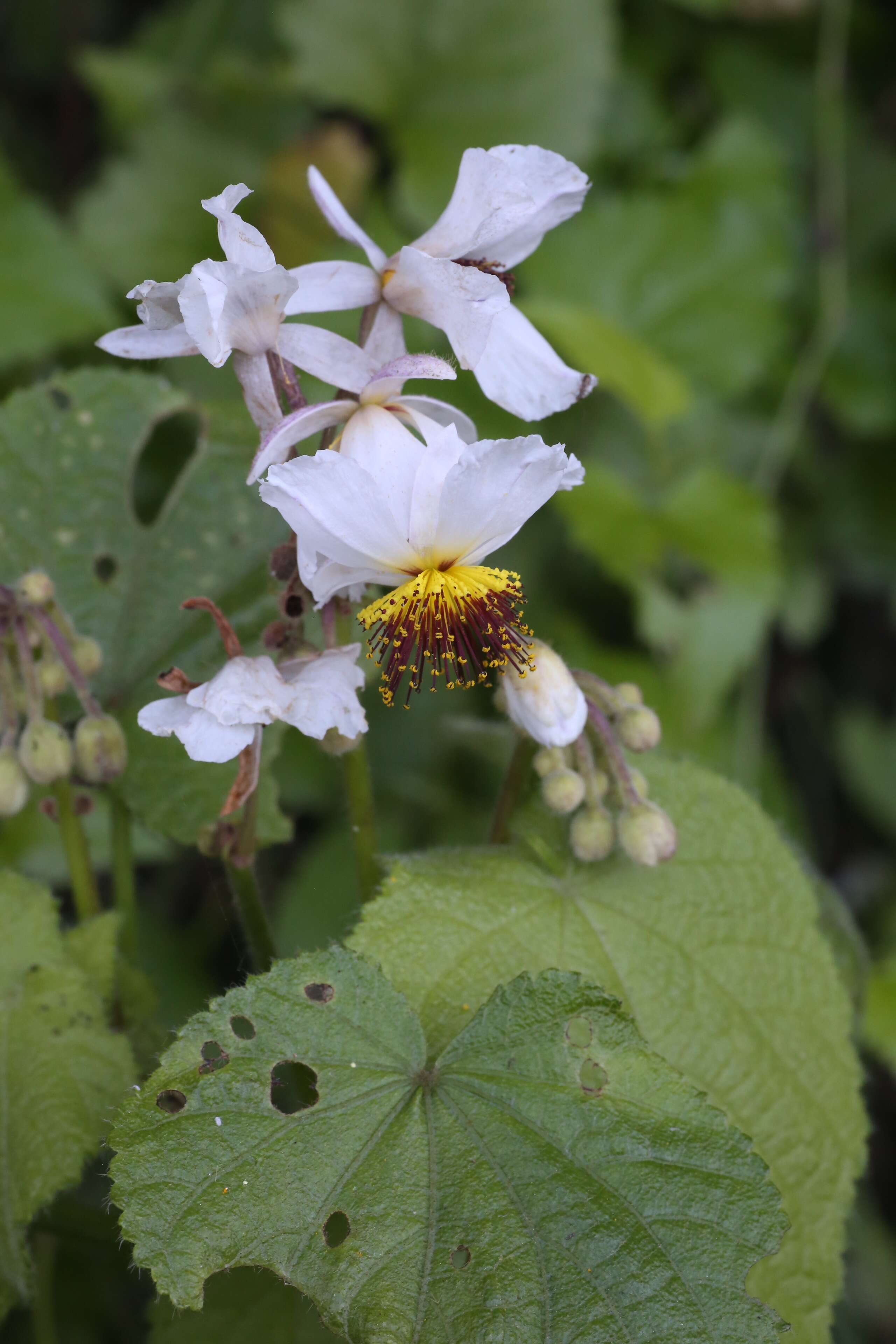 Sivun Sparrmannia africana L. fil. kuva