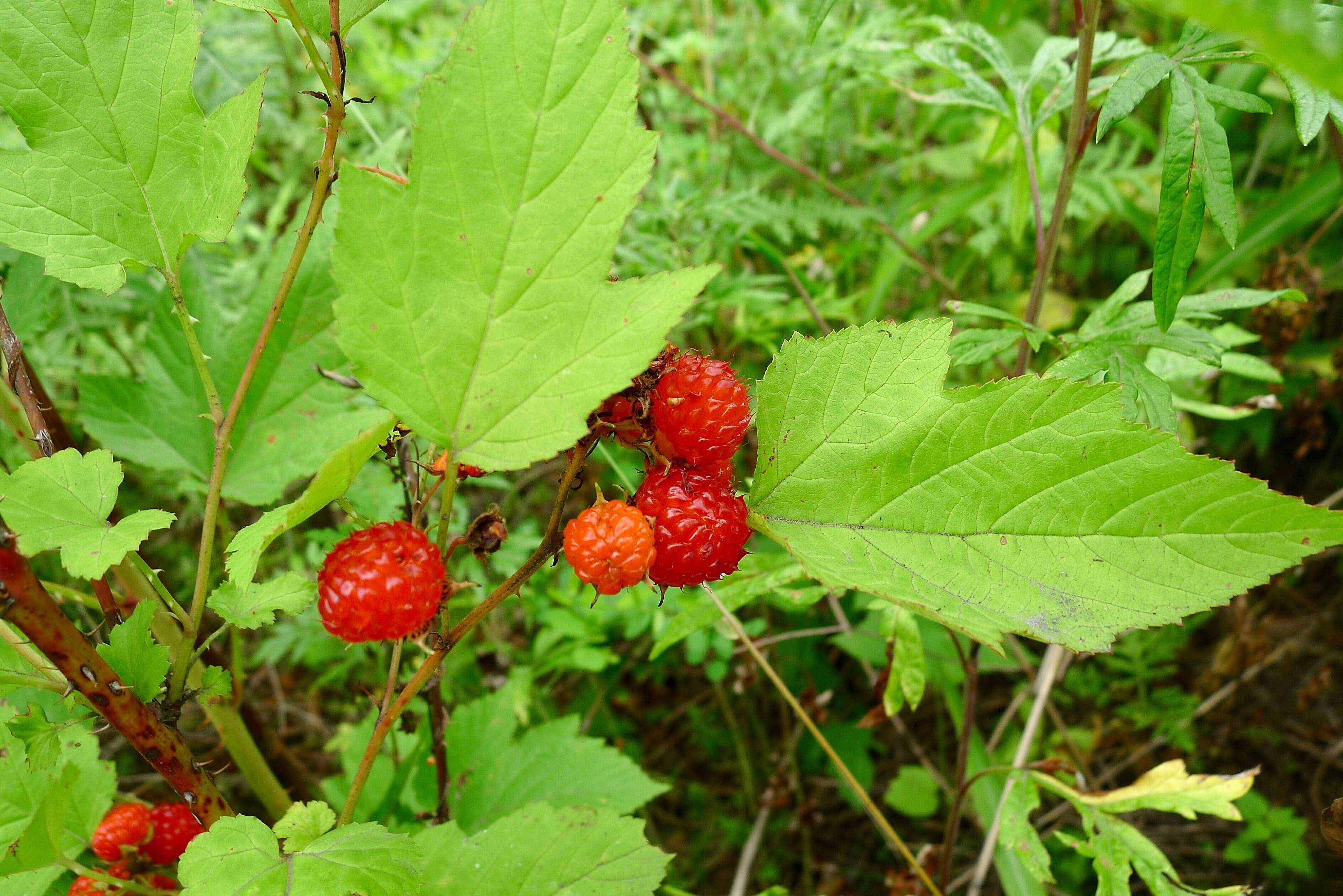 Image of Rubus crataegifolius Bunge