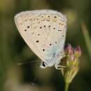 Polyommatus icadius (Grum-Grshimailo 1890) resmi