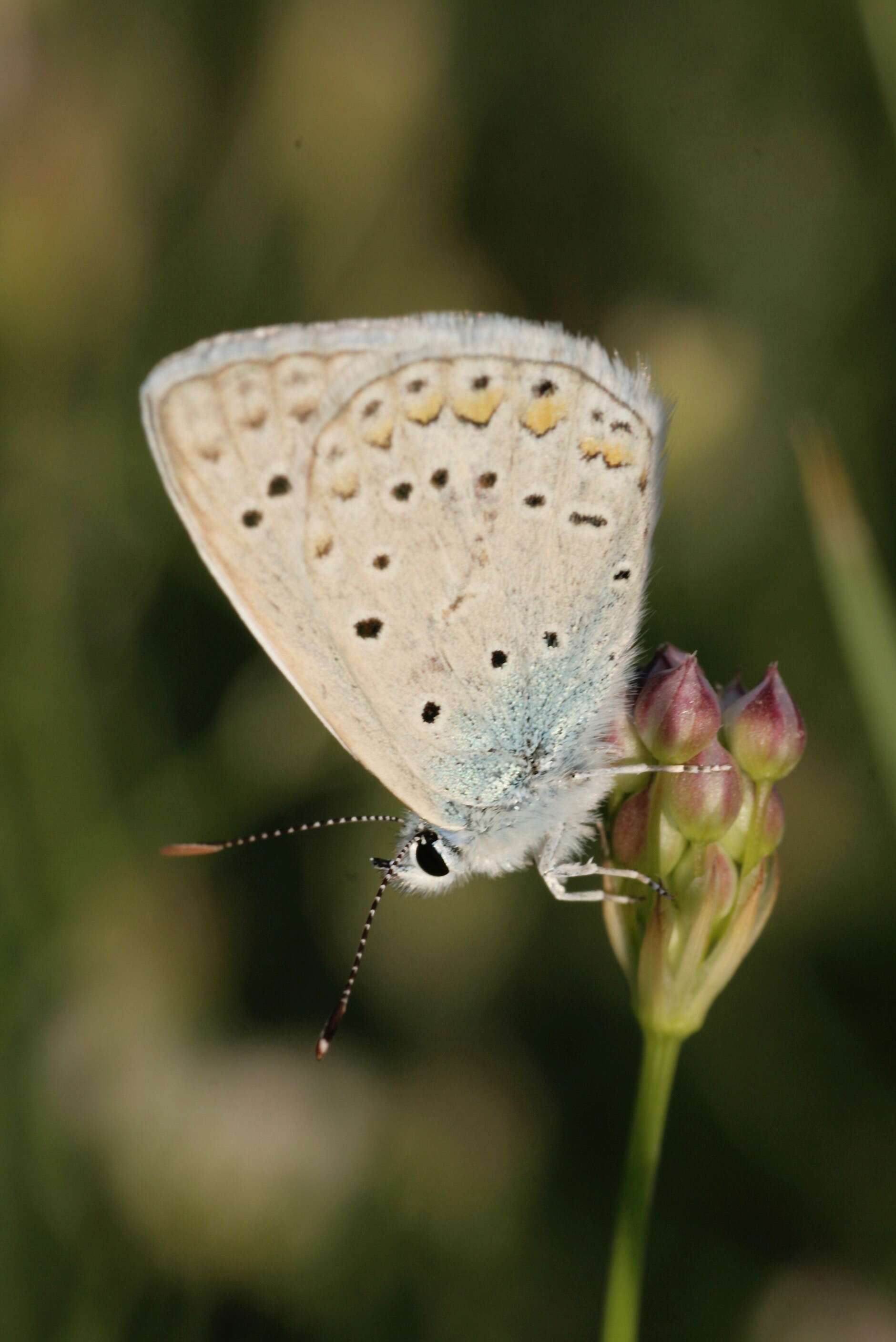 Image of Polyommatus icadius (Grum-Grshimailo 1890)