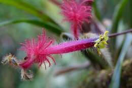 Image of Columnea minor (Hook.) Hanst.