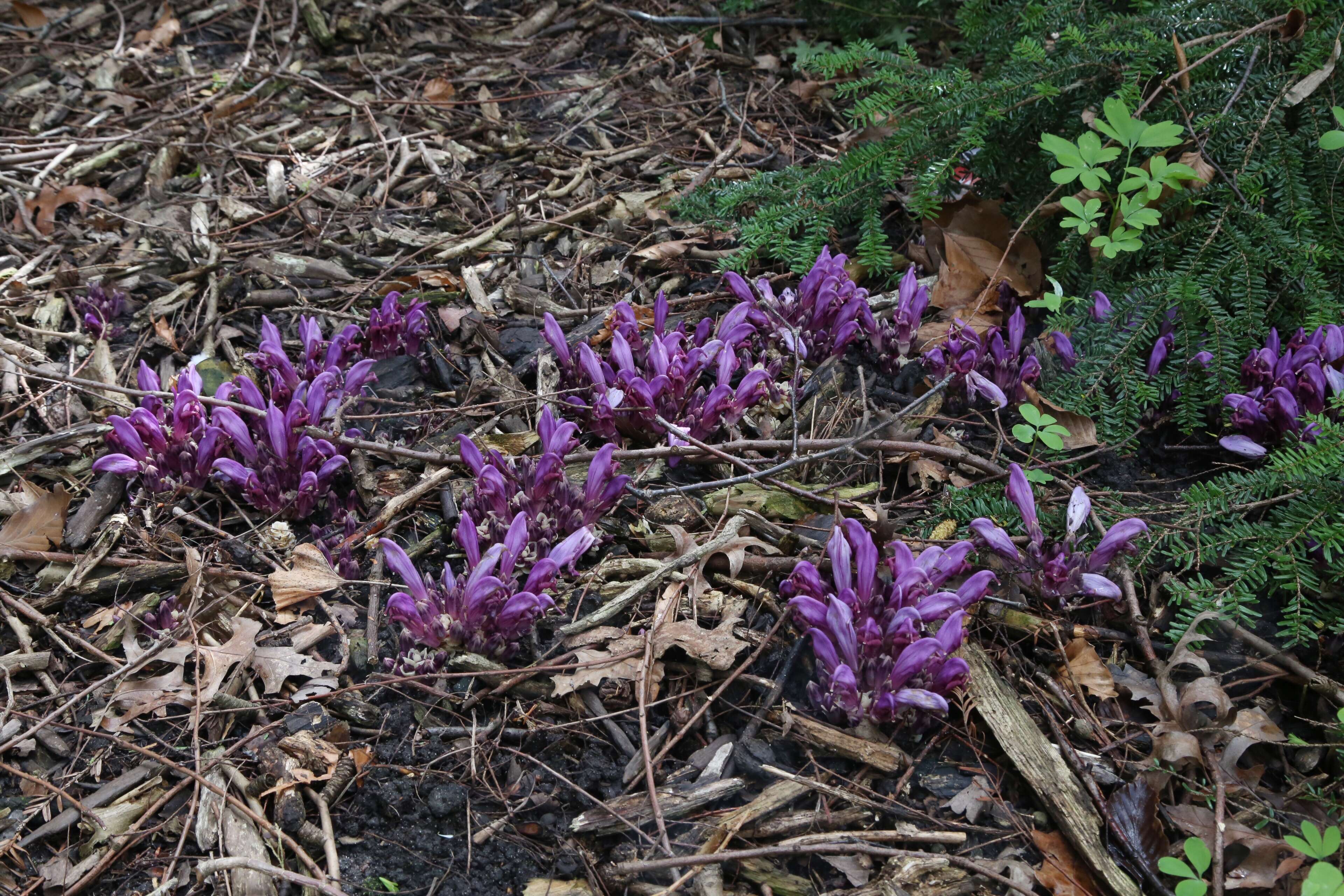 Image of Lathraea clandestina L.