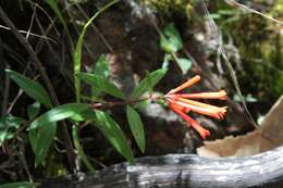 Plancia ëd Bouvardia ternifolia (Cav.) Schltdl.