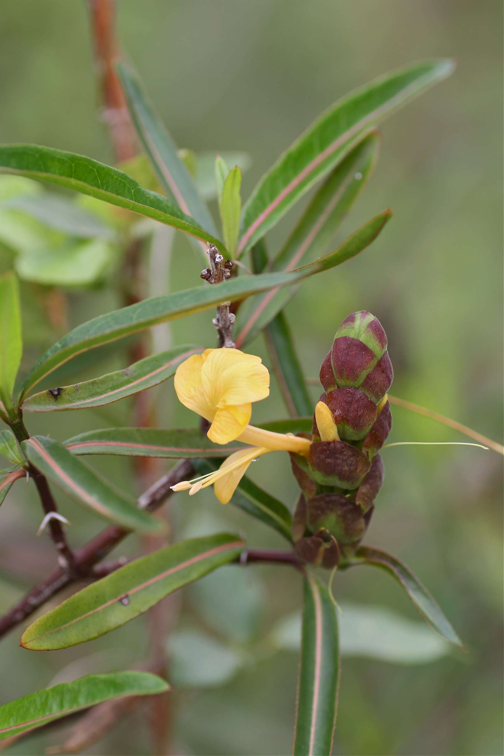 Image of hophead Philippine violet