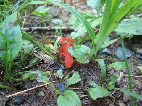 Image of Red Salamander