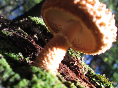 Image of Leucopholiota