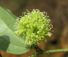 Image of Smilax zeylanica L.