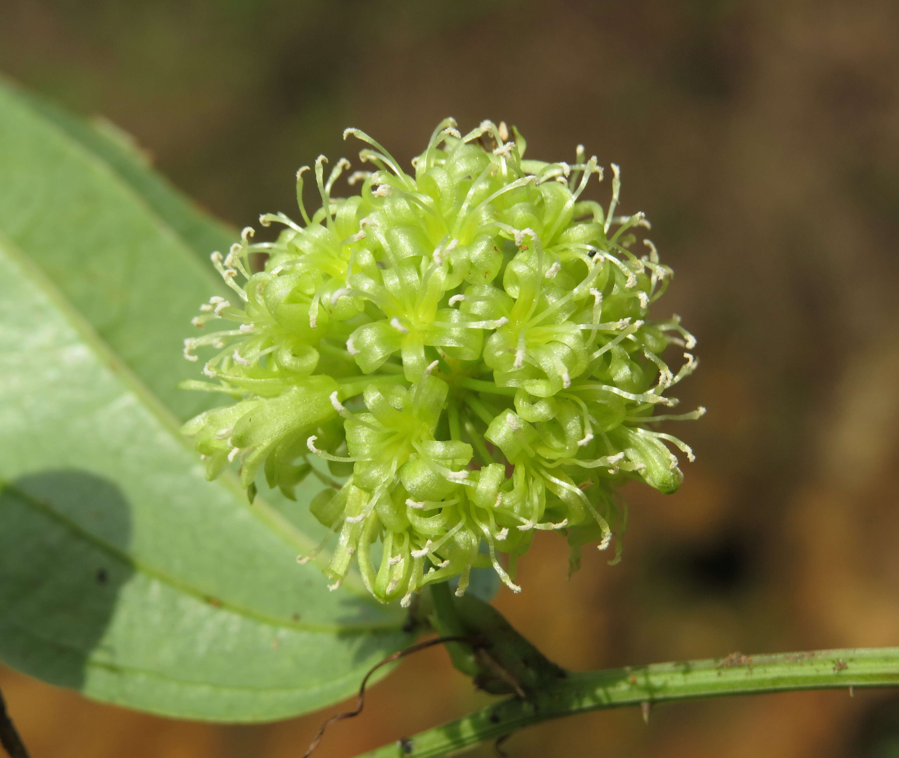 Image of Smilax zeylanica L.