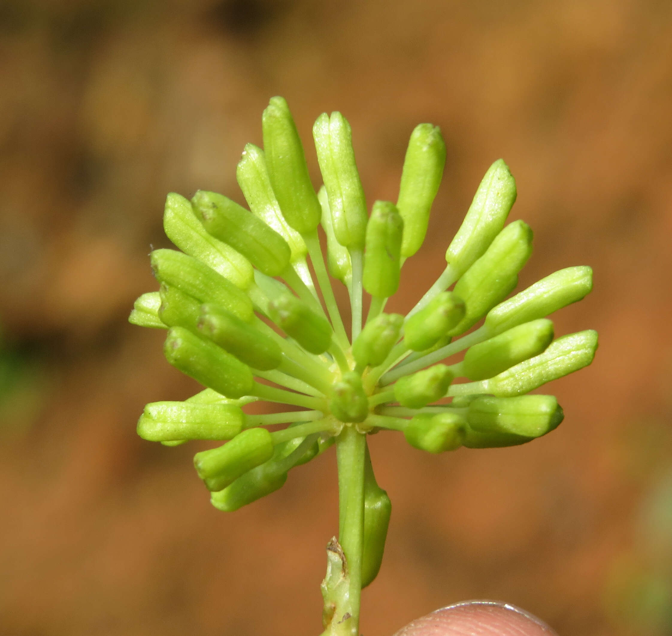 Image of Smilax zeylanica L.