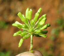 Smilax zeylanica L. resmi