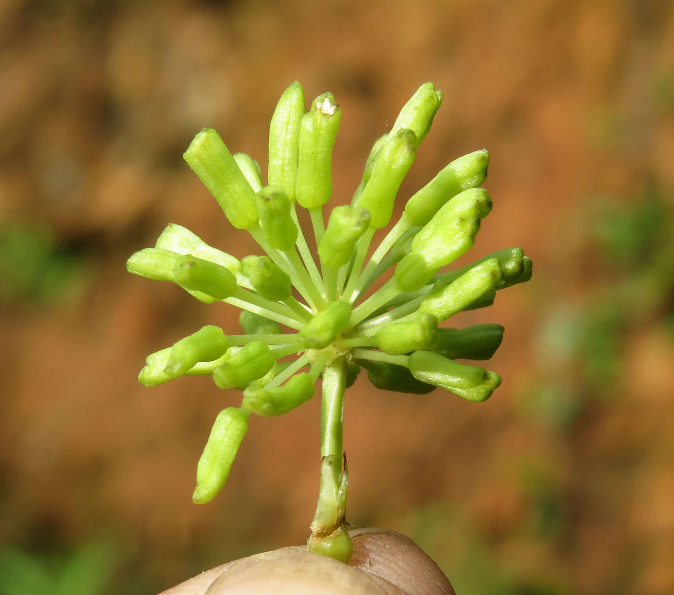 Image of Smilax zeylanica L.
