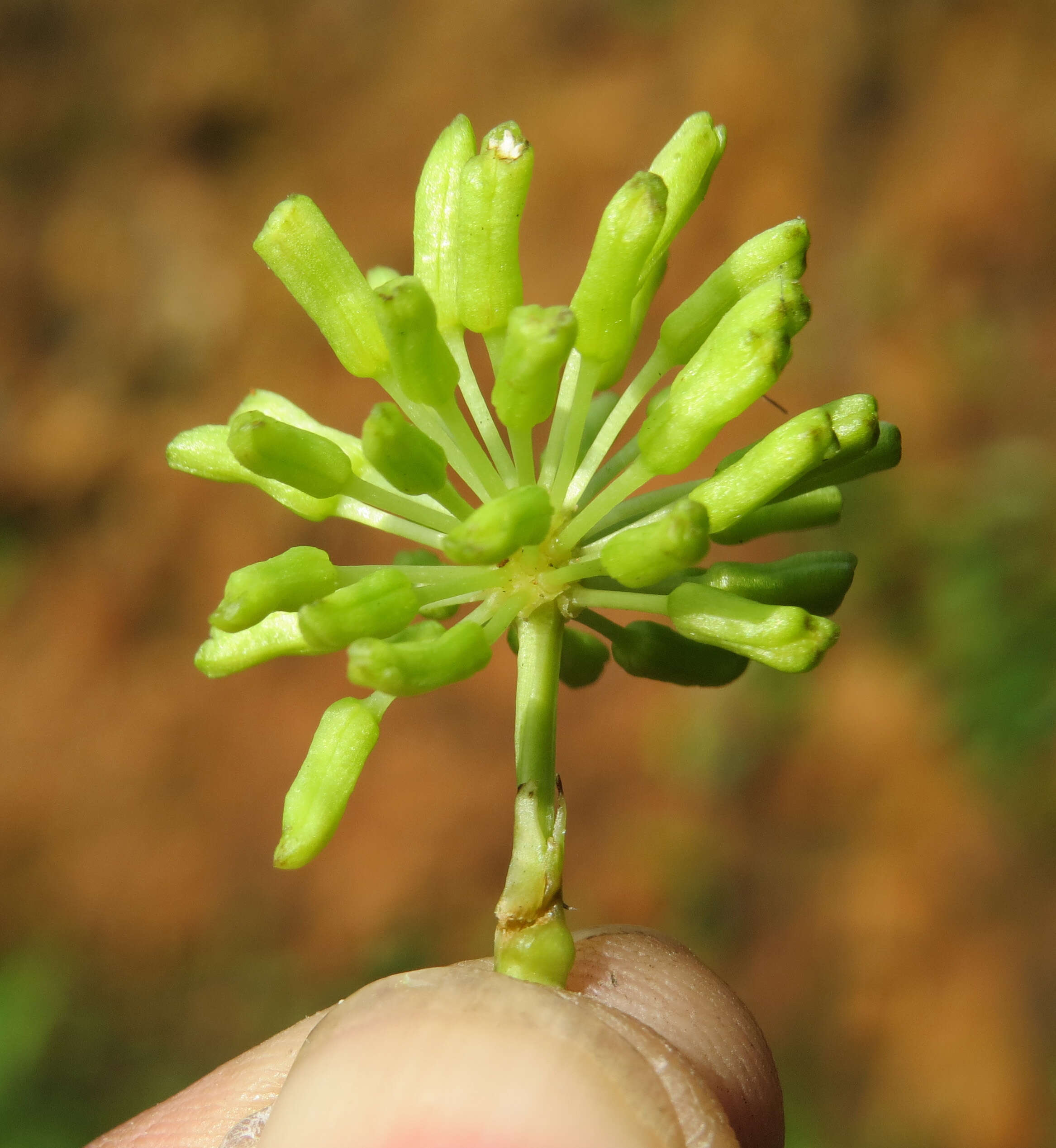 Image of Smilax zeylanica L.