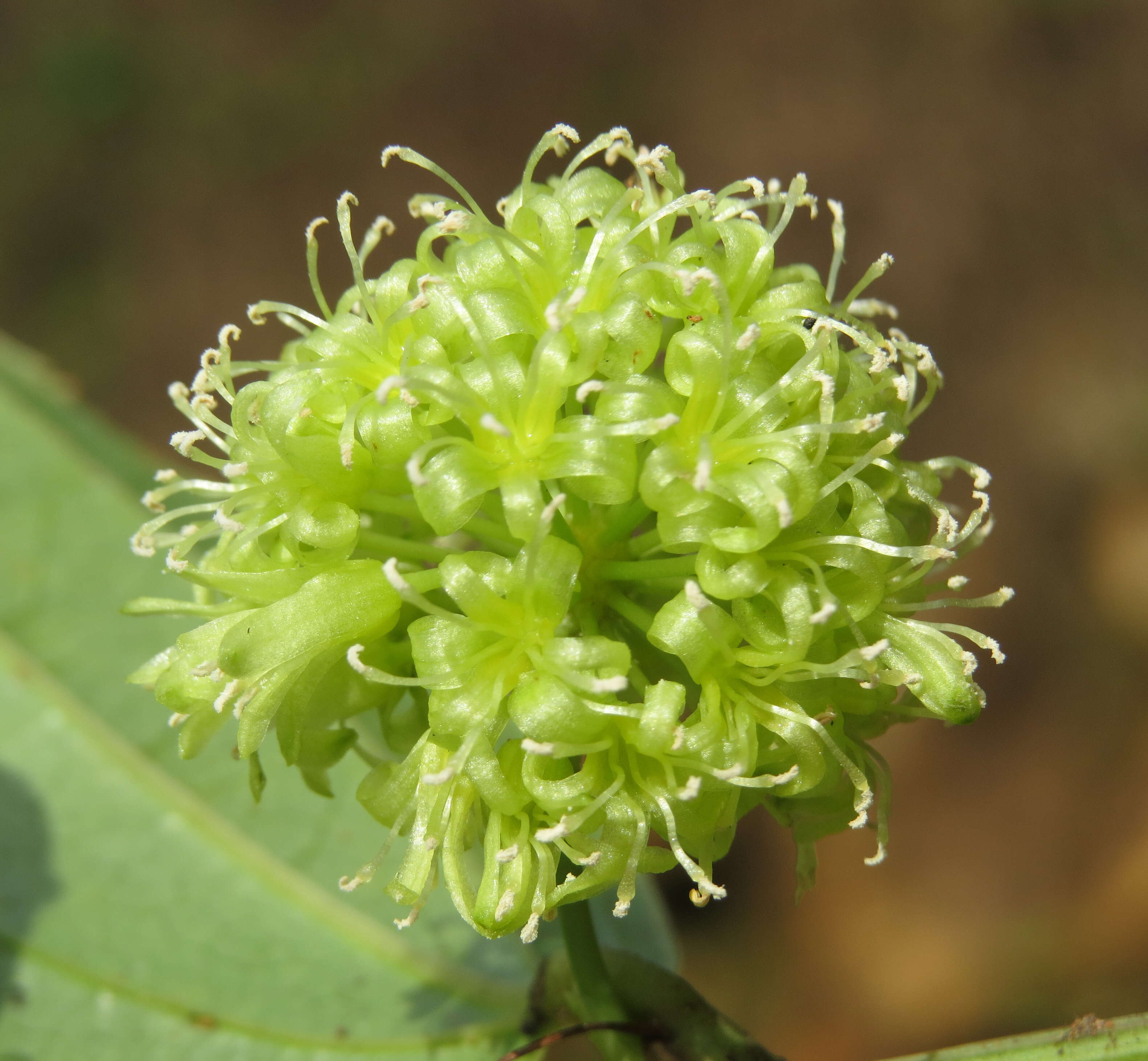 Image of Smilax zeylanica L.