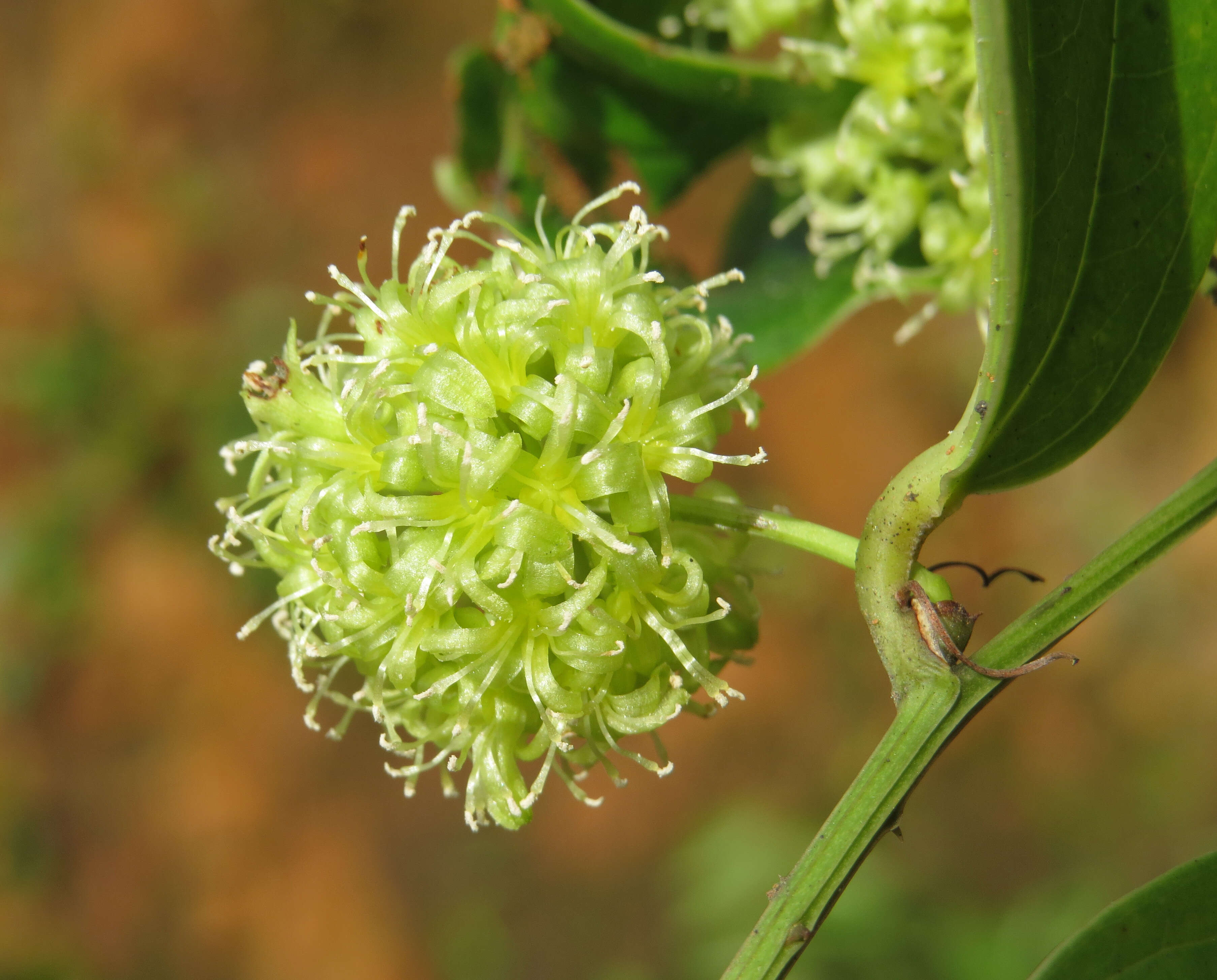 Image of Smilax zeylanica L.