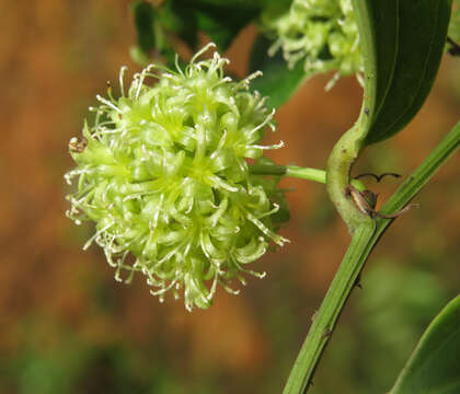 Image of Smilax zeylanica L.