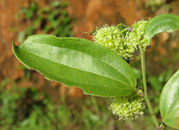 Image of Smilax zeylanica L.