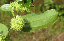 Image of Smilax zeylanica L.