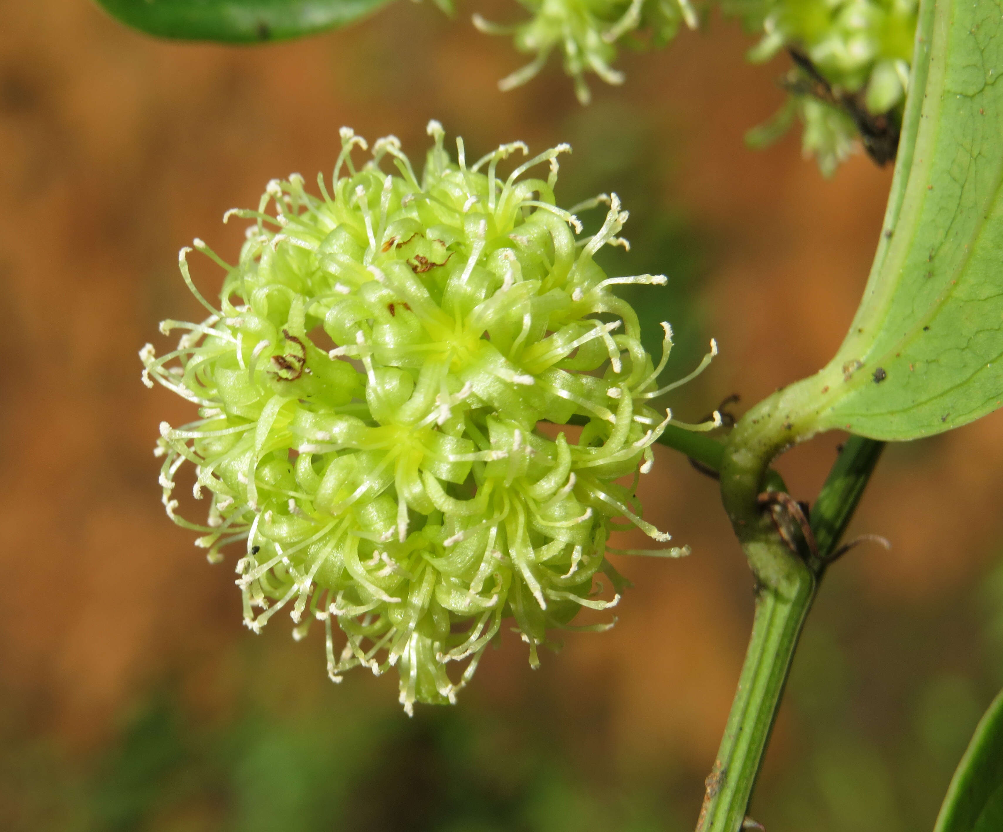 Image of Smilax zeylanica L.