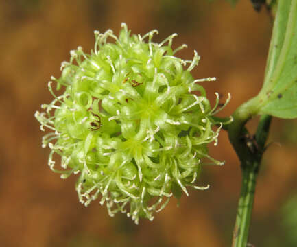 Image of Smilax zeylanica L.