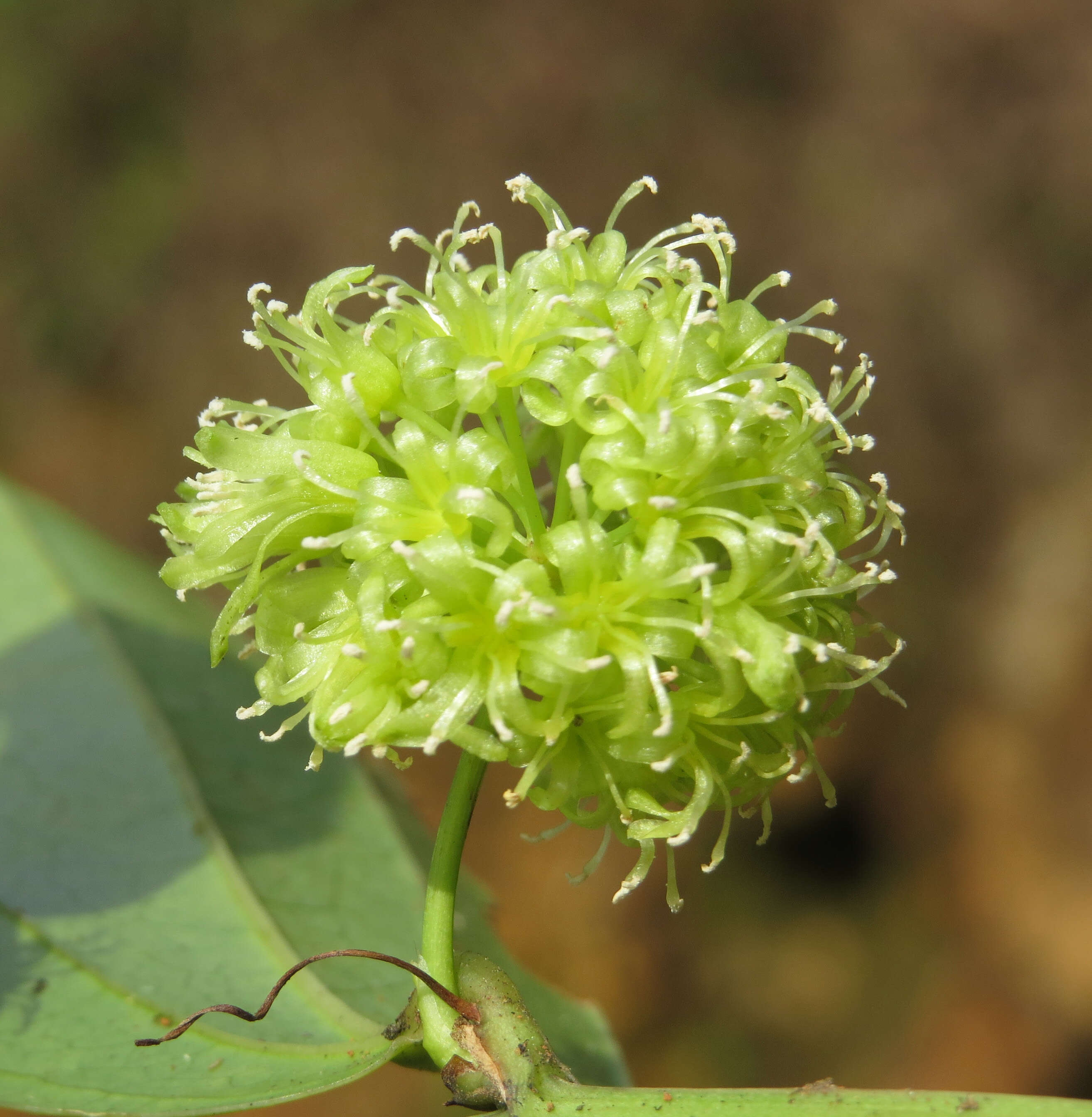 Image of Smilax zeylanica L.