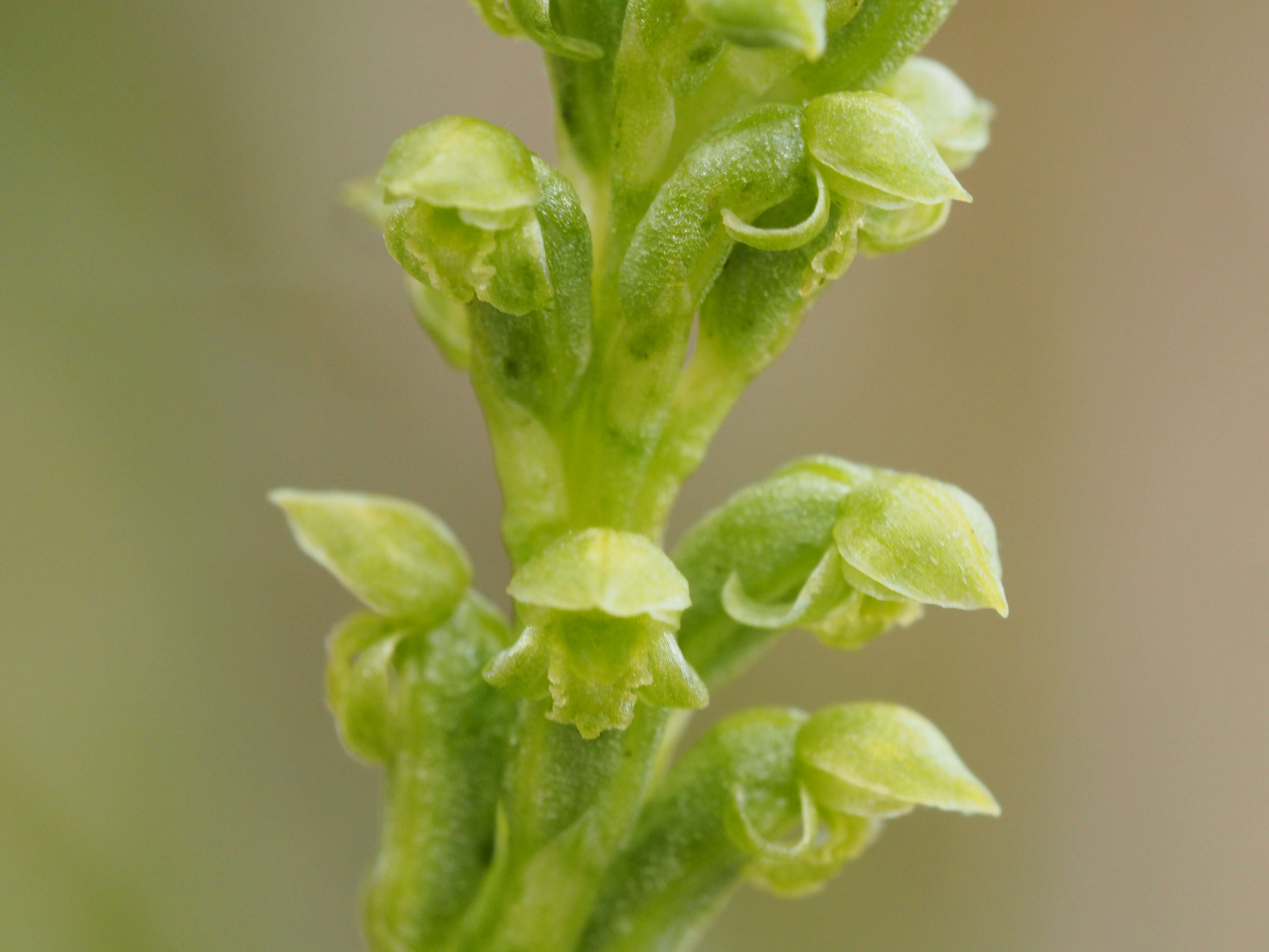 Image of Onion orchids