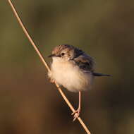 Image of Desert Cisticola