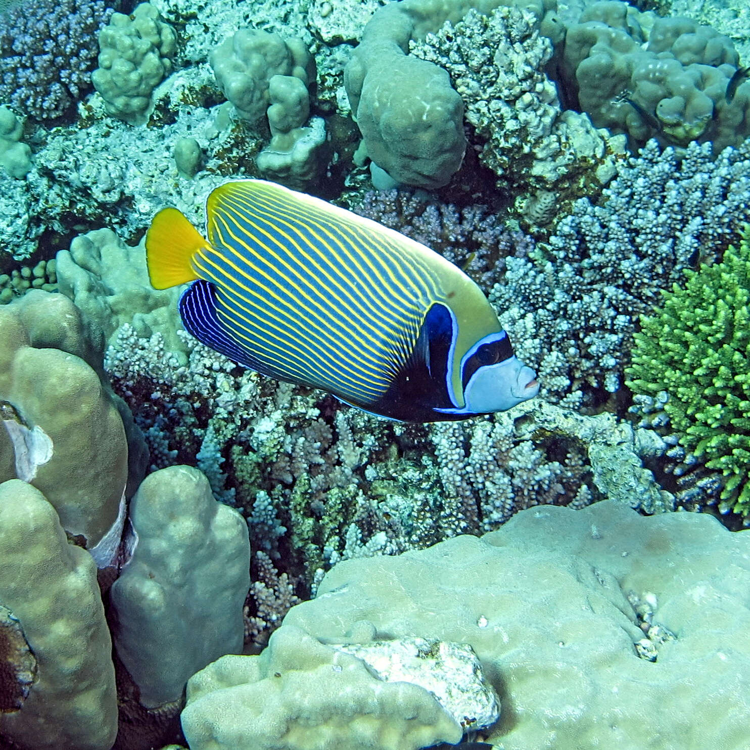 Image of Angelfish