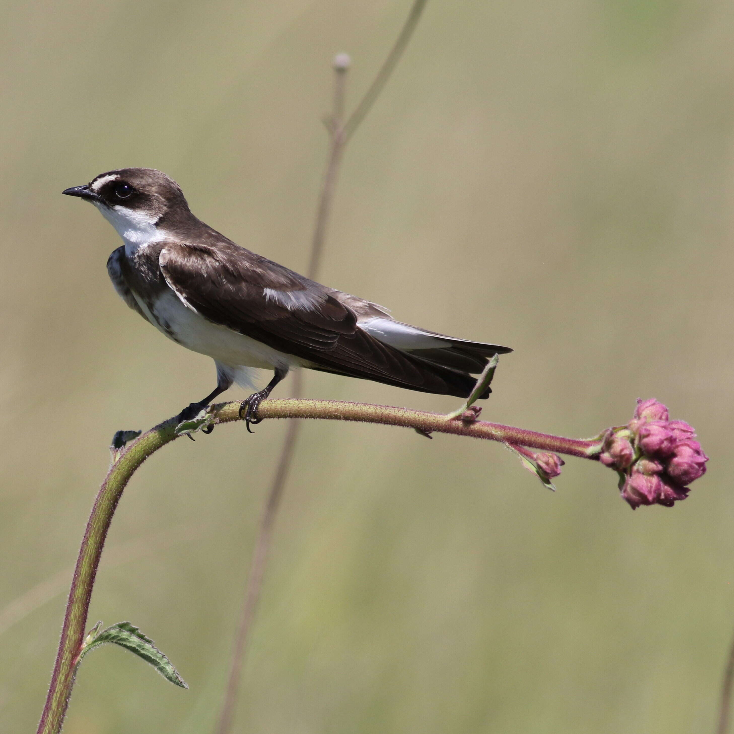 Image of Banded Martin