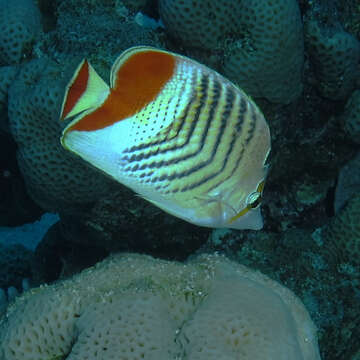 Image of Crown Butterflyfish