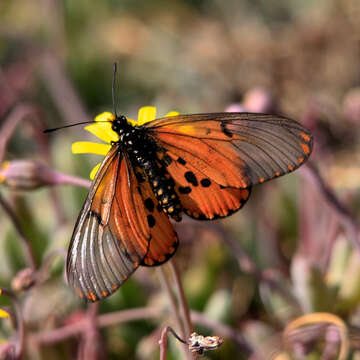 Image of Acraea horta Linnaeus 1764