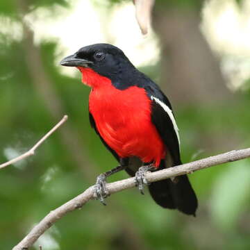 Слика од Laniarius atrococcineus (Burchell 1822)