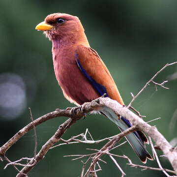 Image of Broad-billed Roller