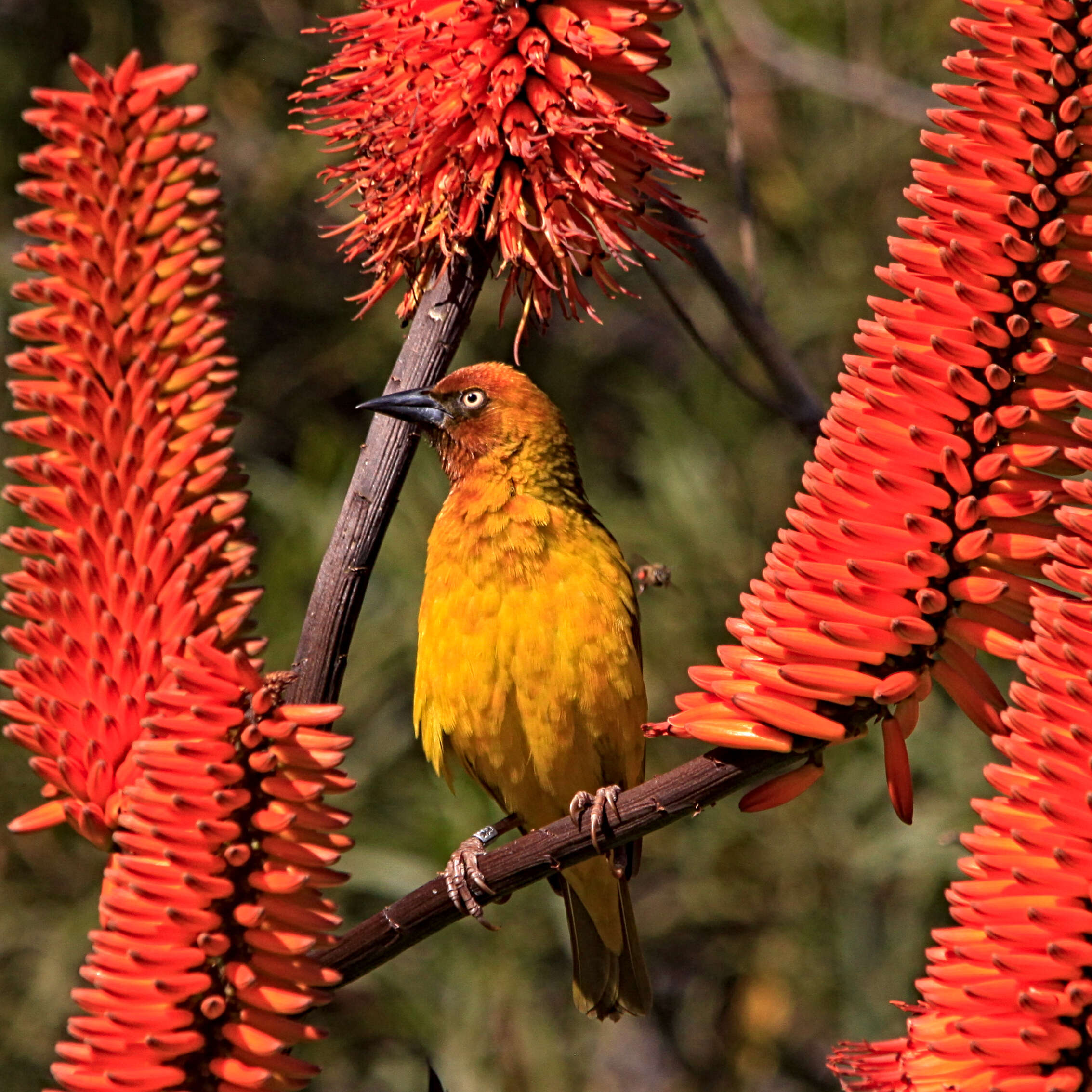 Image of Cape Weaver