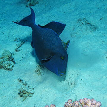 Image of Bluestriped triggerfish